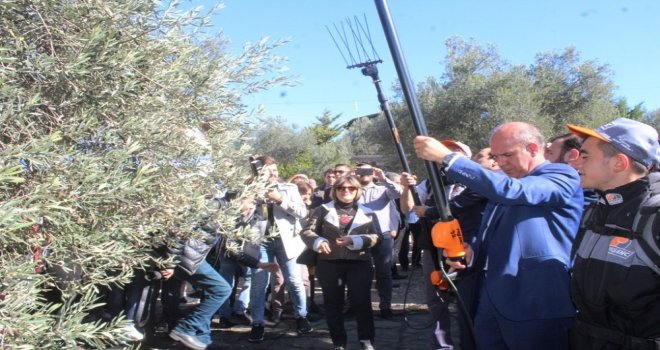 Ayvalıkta Zeytin Hasadı Coşkusu