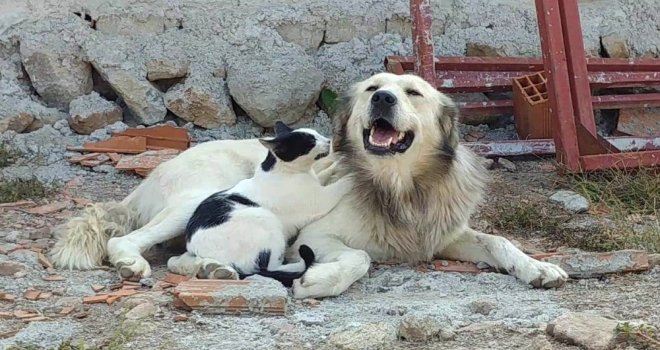 Köpeğe Masaj Yapan Kedi Şaşırttı