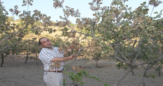 Siirt Fıstığı Bahçede Yandı, Fiyatların Yükselmesi Endişesi Var