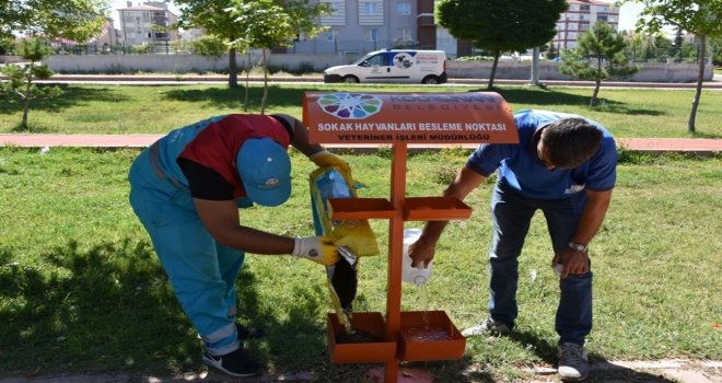 Kocasinan Belediyesi Sokak Hayvanlarını Sahipsiz Bırakmadı