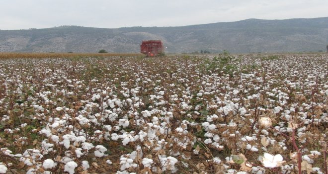 Pamukta İşler Yolunda