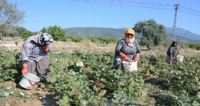 Kınalı Bamya, Festivalle Tanıtılacak