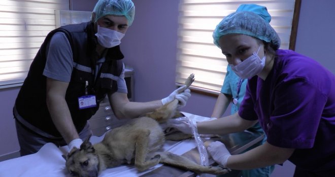 Kafası Bidona Sıkışan Köpek Tedavi Altına Alındı