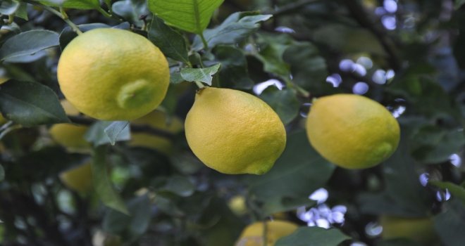 Limonun Ateşini Hasat Düşürecek