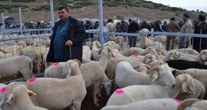 Manisanın Kula İlçesinde De Hayvan Pazarı Kapatıldı