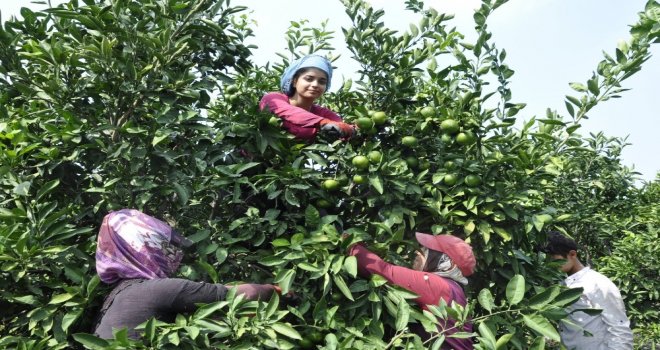 Mandalina Hasadı Başladı