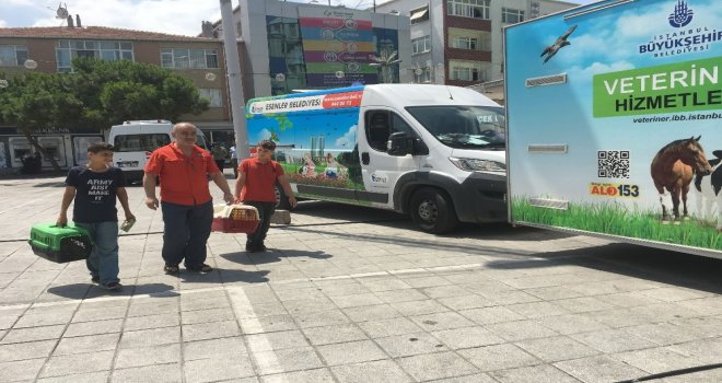 Şiddet Olaylarına Dikkat Çekmek İçin Sokak Hayvanlarını Tedavi Ediyorlar