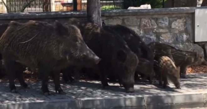 Tatil Cennetinde Domuzlar Şehre İndi