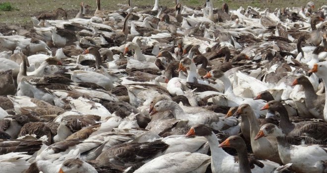 Karsta Kaz Ölümleri Yeniden Başladı