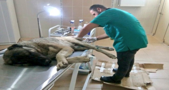 Yaralı Köpeğe Veteriner Sahip Çıktı