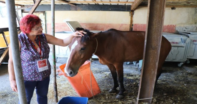 Ölüme Terk Edilen Atı Hayata Bağladılar