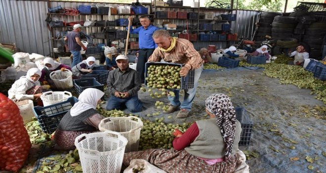 Salihlide Ceviz Hasadı Başladı