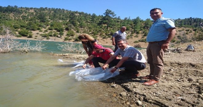 Karamanda Çukur Göletine 20 Bin Yavru Sazan Bırakıldı