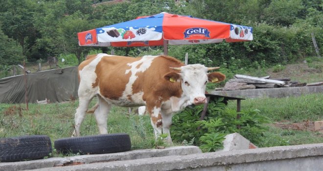 Kocaelide Kurban Bayramı Öncesi Şarbon Paniği