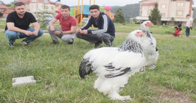 Tavşanlıda Süs Tavukları Mezat Alanı Açıldı