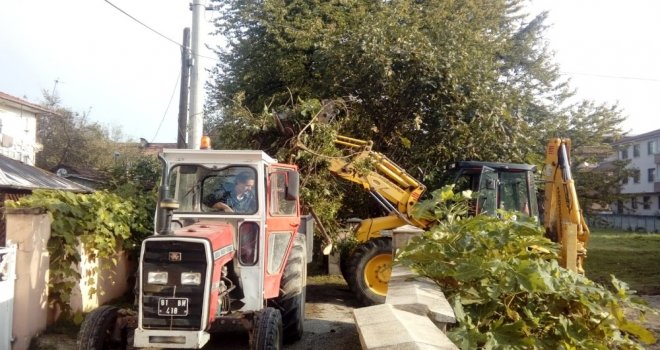 Düzcede Ağaçlara Bakım Yapıldı