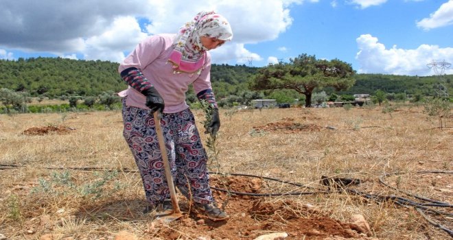 Zeytin Fideleri Eğitim İçin Toprakla Buluştu