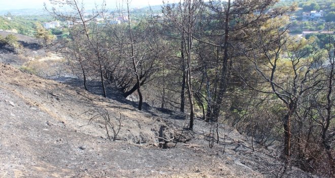 Defnede Arazi Yangını