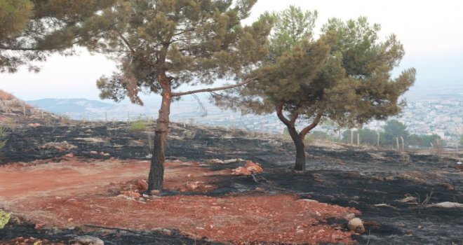 Adıyamanda Orman Yangını Söndürüldü