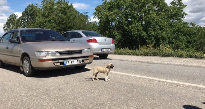 Kazaya Neden Olan Yavru Köpek Araç Altından Sağ Çıktı