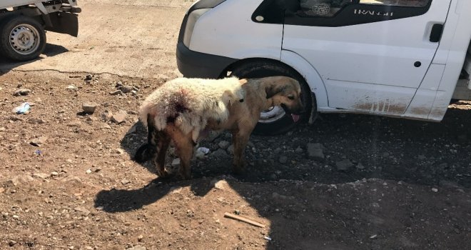 Sıcakta Köpeğe Kuzu Postu Giydirdiler