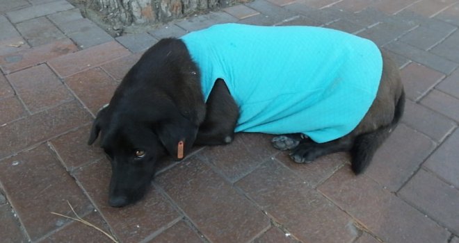 Burhaniyede Sokak Köpeği Vatandaşların Maskotu Oldu