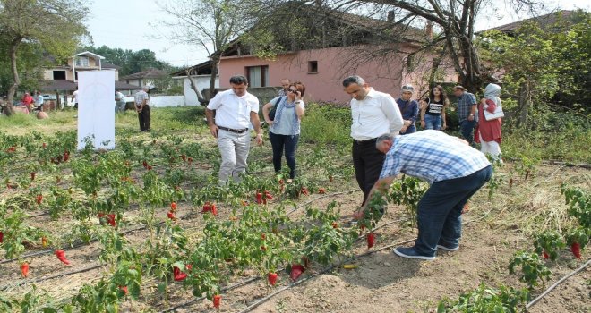 Acıkanın Olmazsa Olmazı Kapya Biber