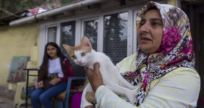 Eyüpsultanda Sokak Hayvanları Sahiplendiriliyor