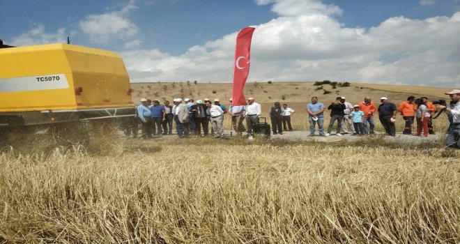 Tosunpaşa Arpa Çeşidi Akyurtta Tanıtıldı