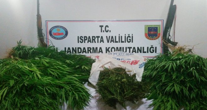 Yalvaçta Yasa Dışı Kenevir Yetiştiriciliğine Jandarma Baskını: 1 Gözaltı