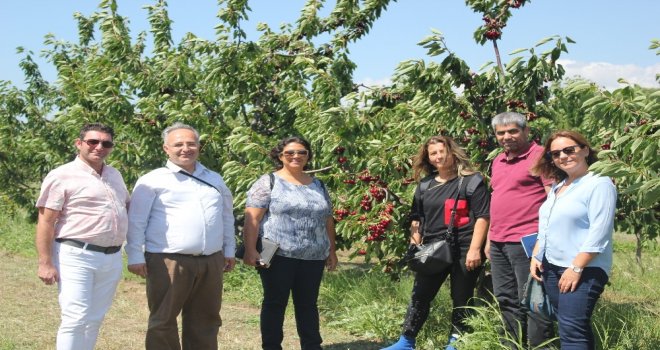 Kiraz Hasadı Eğirdirde Masaya Yatırıldı