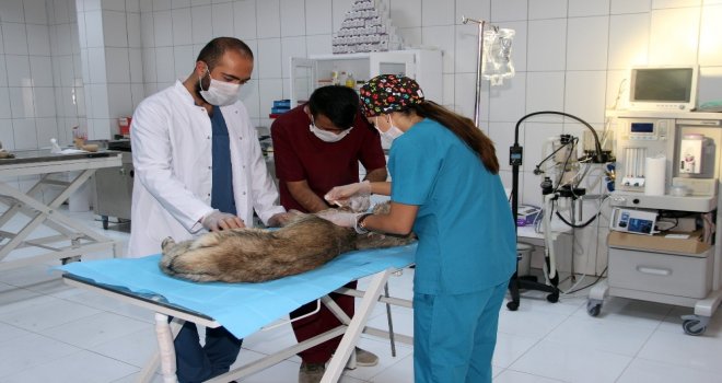 Tüfekle Vurulan Köpek Tedavi Altına Alındı