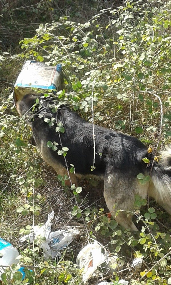 Kafası Tenekeye Sıkışan Köpeği Köylüler Kurtardı