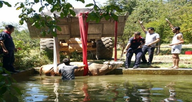 Elazığda Havuza Düşen İnek Kurtarıldı