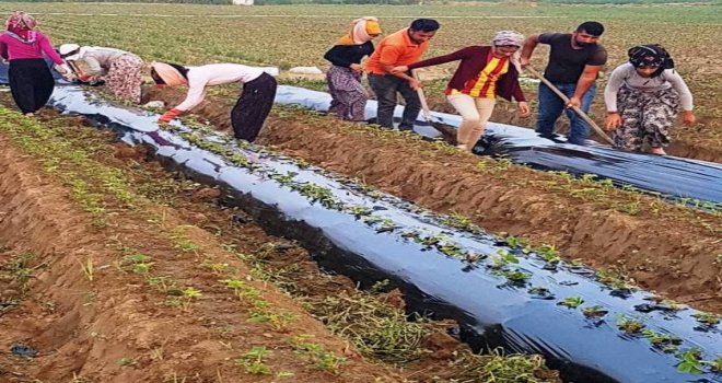 Aydında Çilek Fideleri Toprakla Buluşmaya Başladı