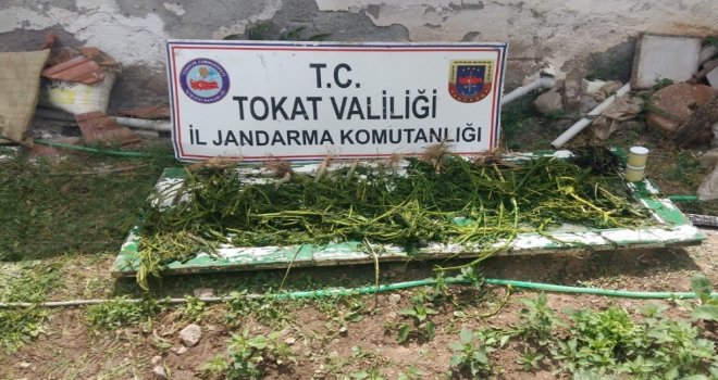 Jandarma Orman Arazisine Dikilen Kenevirlerin Sahibini Arıyor