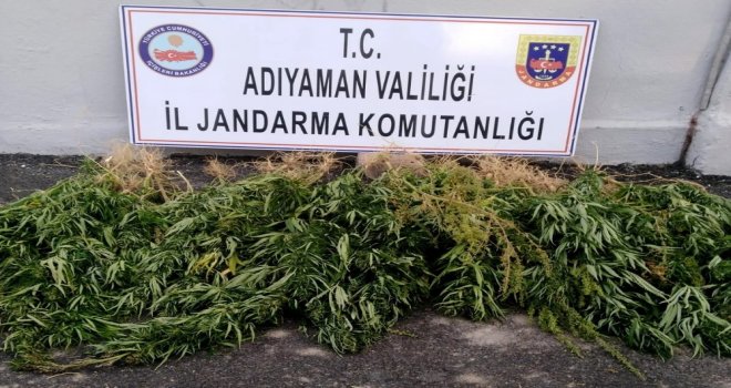 Jandarma Kenevir Ele Geçirdi