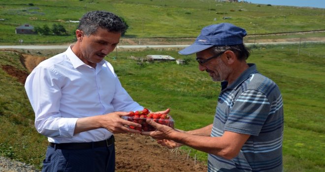 Yayla Çileklerine Büyük İlgi