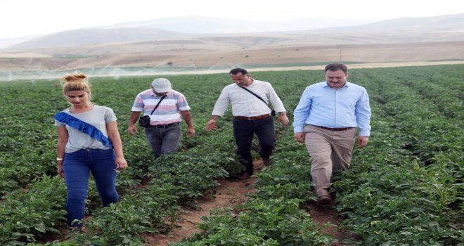 Patates Tohumunda Yüksek Verim Bekleniyor