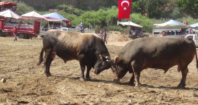 Aydında Boğa Güreşleri Sezonu Başladı