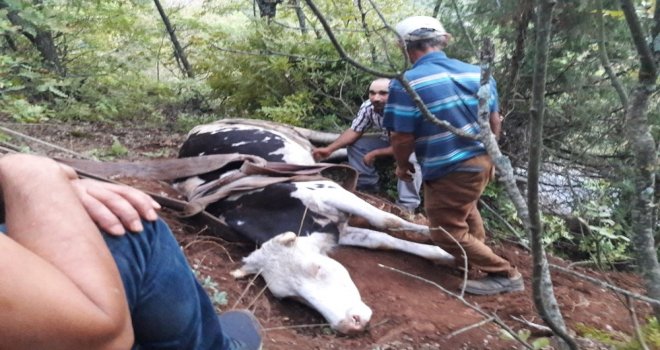 Uçuruma Düşen İneği Kurtarma Operasyonu