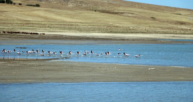 Flamingolar Beslenmek İçin Yozgattaki Gelingüllü Barajına Geldi