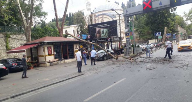 ÇIRAĞAN VE DOLMABAHÇE'DEKİ ÇINARLAR YENİLENİYOR