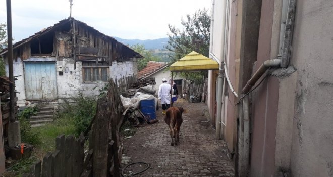 Gölcükte Şarbon Karantinasına Alınan Köyde Aşılama Başlatıldı