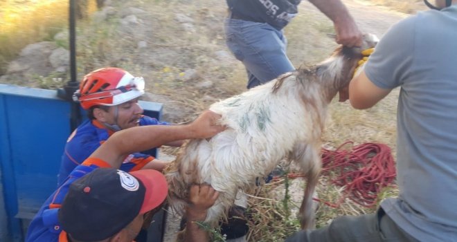 Sulama Kanalına Düşen Keçi Afad Tarafından Kurtarıldı