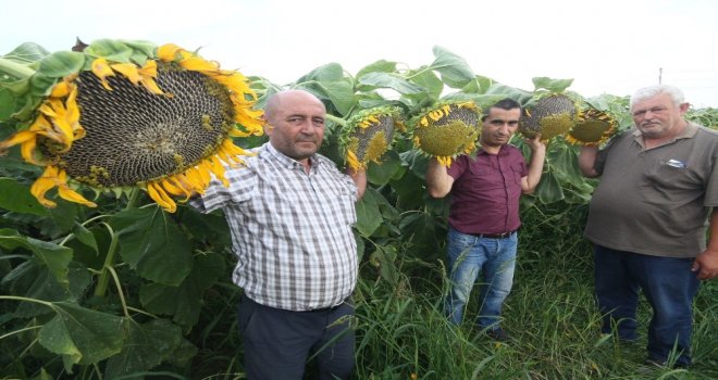 Çin Ayçiçeği Yenişehir Ovasını Sevdi