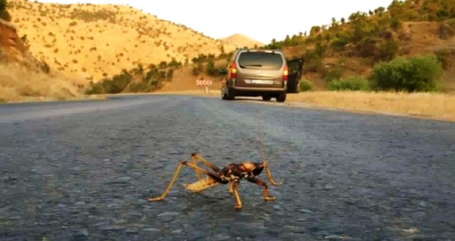 Eriyen Asfalta Yapışan Çekirgeyi Vatandaş Kurtardı