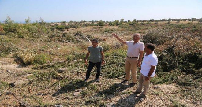 Mezitlideki Ağaç Katliamına Başkan Tarhan Dur Dedi