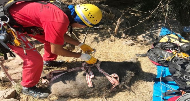 Bodrum Akutdan Domuz Kurtarma Operasyonu