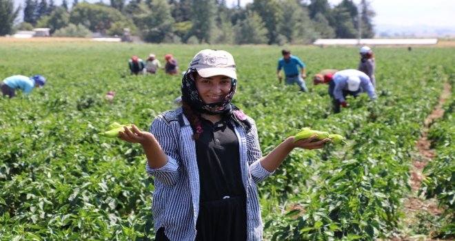 Kahramanmaraşta Turşuluk Biber Üretimine Başlandı